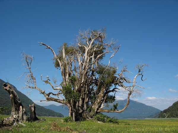 Image of a Chilean landscape